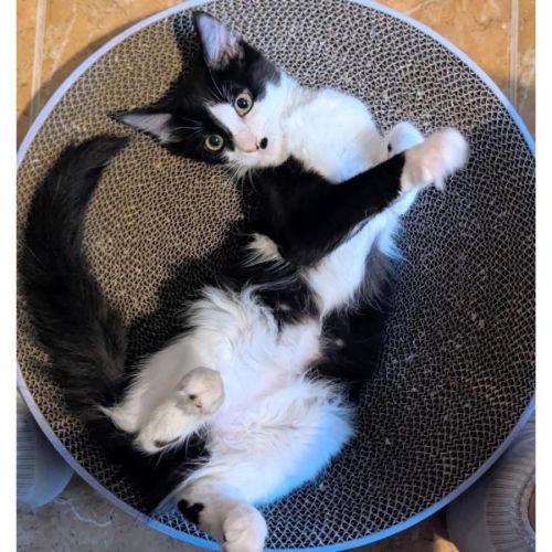 13531 - Freckle - Domestic Long Hair (DLH) Cat