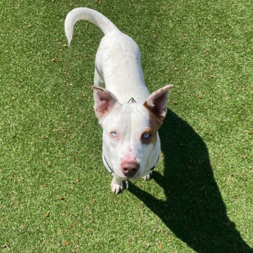 Dolly - American Staffy Dog