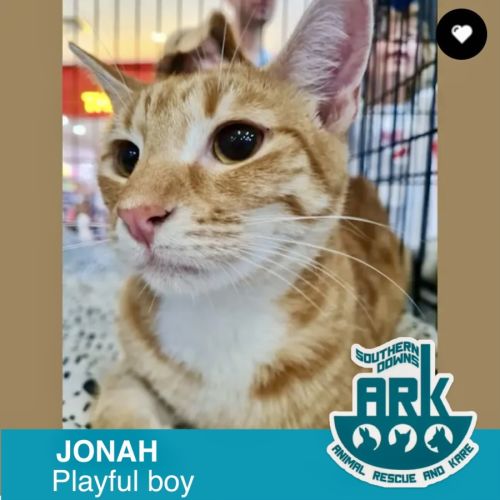 Jonah  - Domestic Short Hair (DSH) Cat