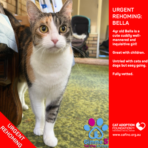 Bella - Domestic Short Hair (DSH) Cat