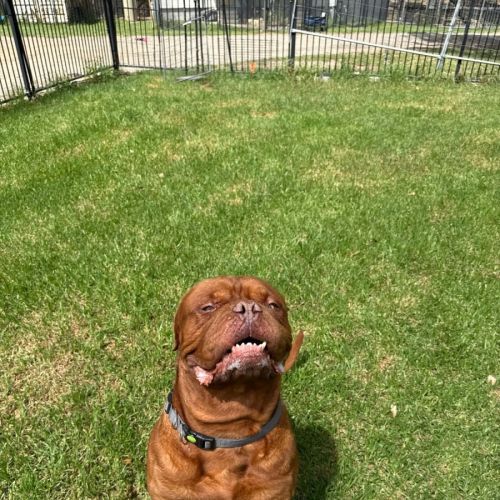 Bosco - Dogue de Bordeaux Dog