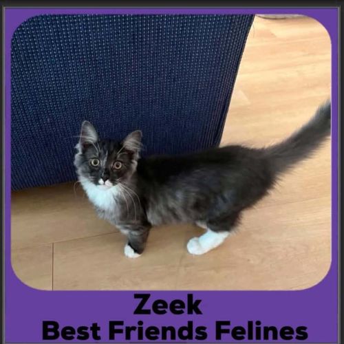 Zeek  - Domestic Medium Hair (DMH) Cat