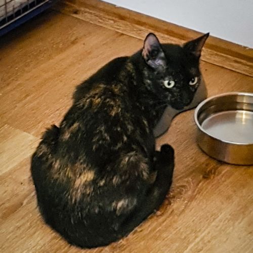 Lottie - Domestic Short Hair (DSH) Cat
