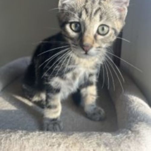 Turtle - Domestic Short Hair (DSH) Cat