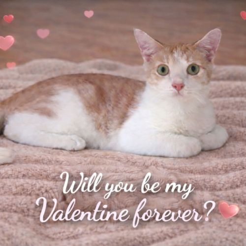 Kelton - Domestic Short Hair (DSH) Cat