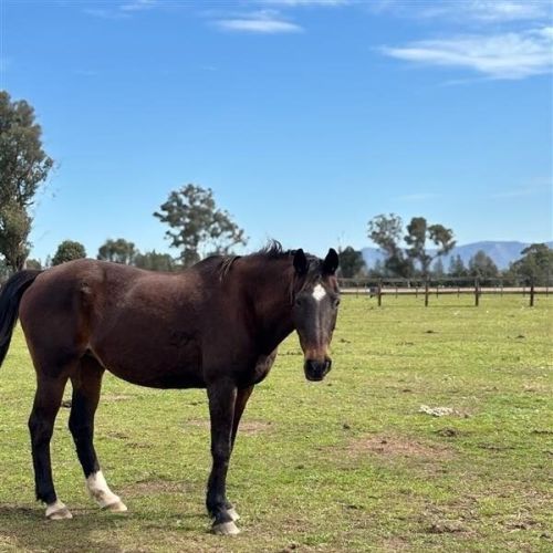 Bluebell - Thoroughbred Horse