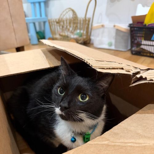 Ducky - Domestic Short Hair (DSH) Cat