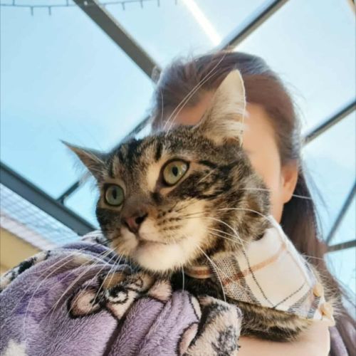 Cutie (Empty The Nest $50 Adoption Special ) - Domestic Short Hair Cat