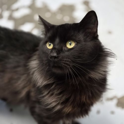 Teddy - Domestic Medium Hair Cat