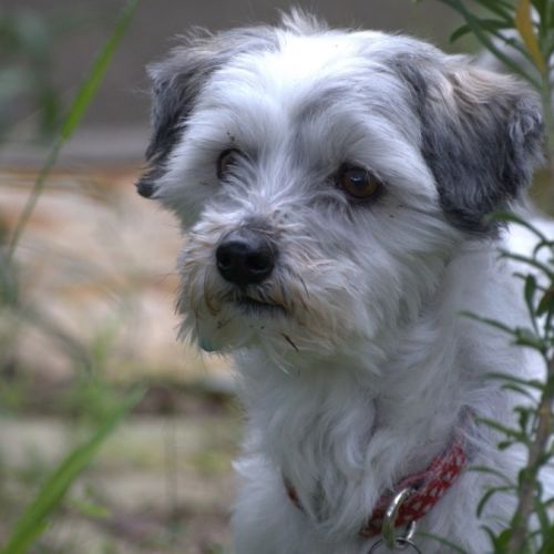 Marli Dumont - Maltese Dog