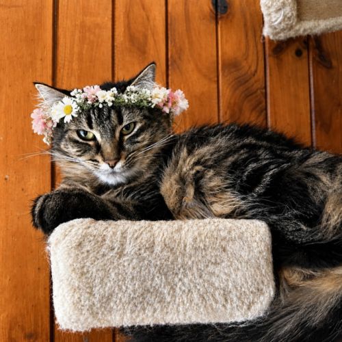 Chloe - Domestic Medium Hair (DMH) Cat