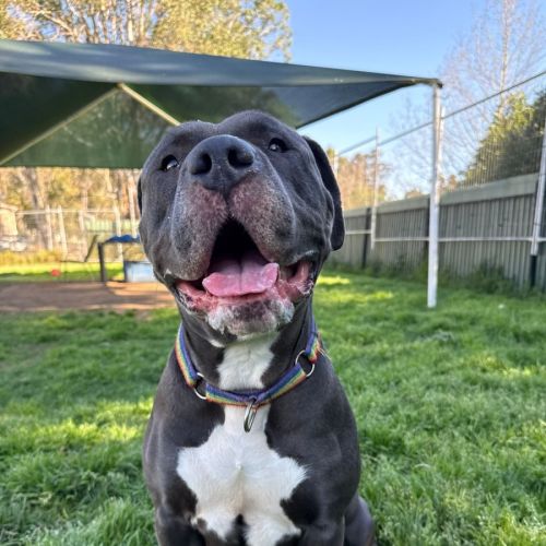 Princess - American Bulldog
