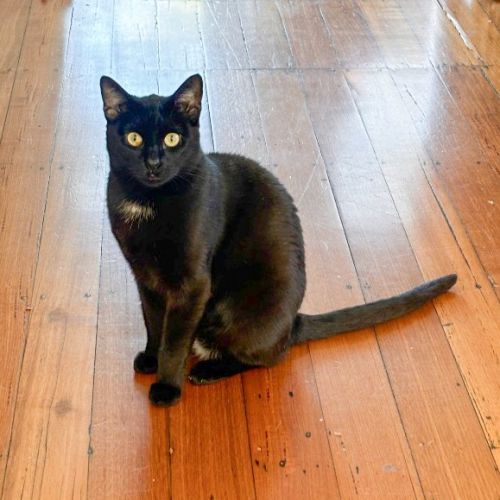 Chloe - Domestic Short Hair (DSH) Cat