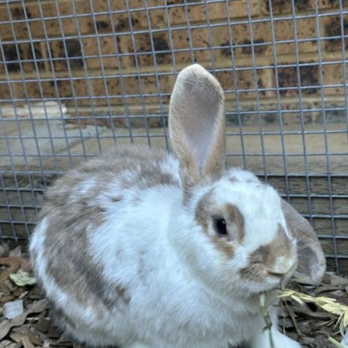 Jimi Hendrix - Lop Eared Rabbit