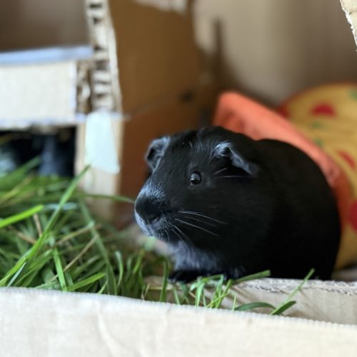 Weet Bix - Smooth Hair Guinea Pig