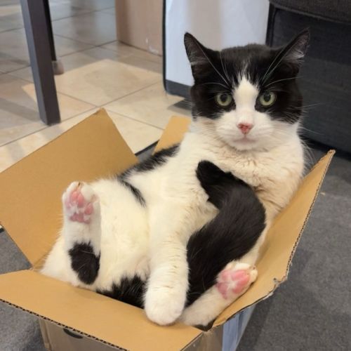 Lilly - Domestic Short Hair (DSH) Cat