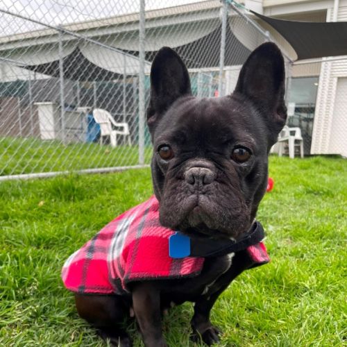 Uma - French Bulldog