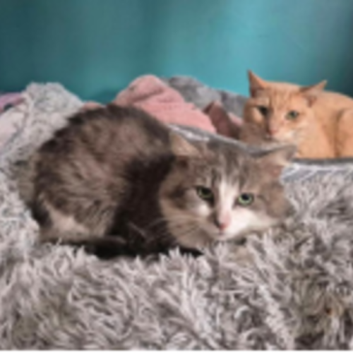 Oliver - Domestic Short Hair (DSH) Cat