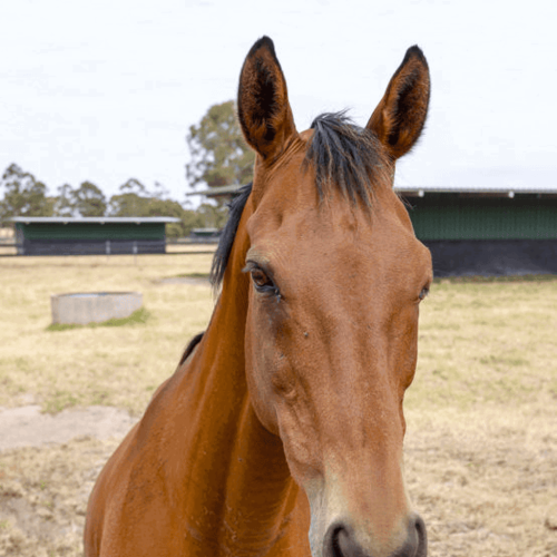 Parker - Thoroughbred Horse