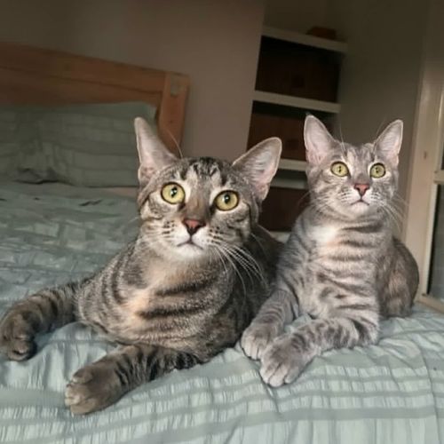 Maggie and Polly - Domestic Short Hair (DSH) Cat