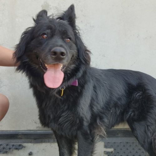 Mishka (62910) - German Shepherd Dog