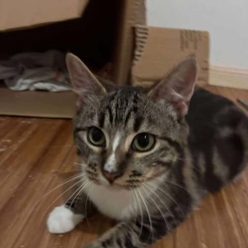 Charlie - Domestic Short Hair (DSH) Cat