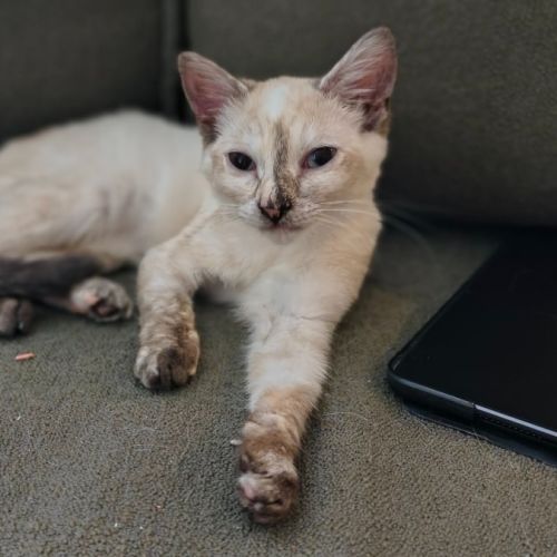 Tinkerbell - Domestic Short Hair (DSH) Cat