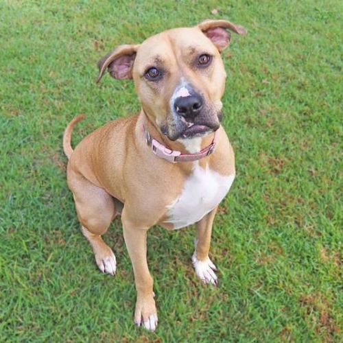 Naomi - Mastiff Dog