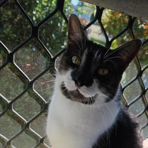 Buttons - Domestic Short Hair (DSH) Cat