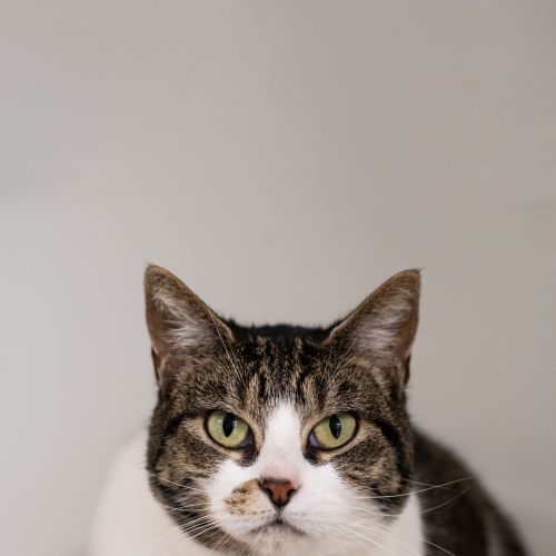 Heaven - Domestic Short Hair Cat