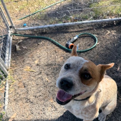 Joey - Australian Stumpy Tail Cattle Dog