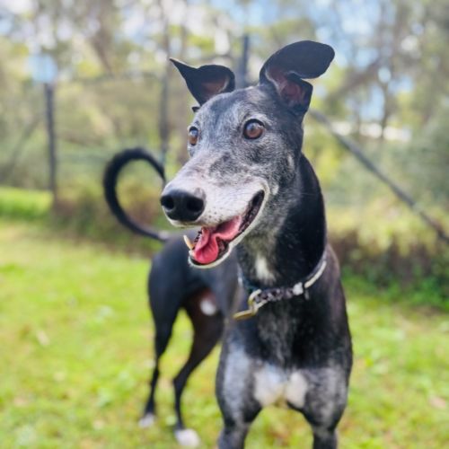 Penthouse - Greyhound Dog