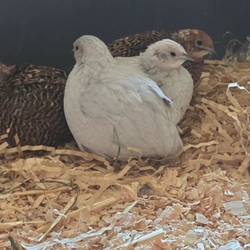 Blossom, Clover, Meadow & Fern -  Bird