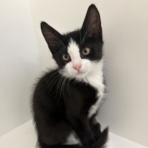 Bonita - Domestic Short Hair Cat