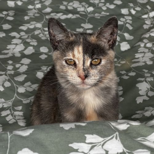 Stormy - Domestic Short Hair (DSH) Cat