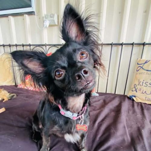 Missy - Chihuahua (Long Coat) Dog