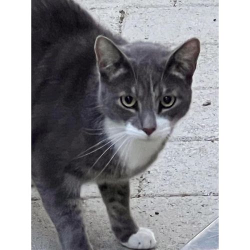 8672 - Glitter - Domestic Short Hair (DSH) Cat