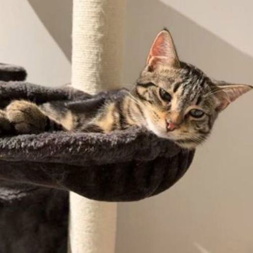 Bean - Domestic Medium Hair Cat