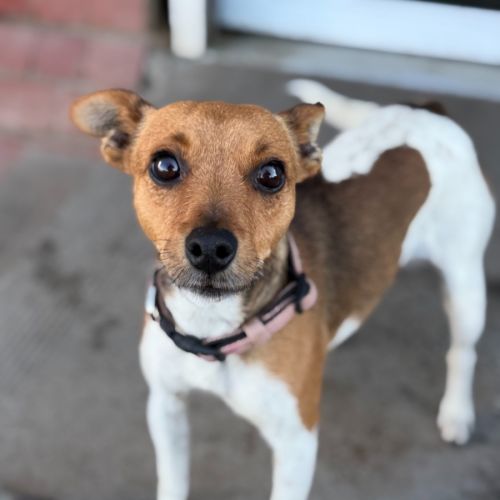 Maya - Jack Russell Terrier Dog