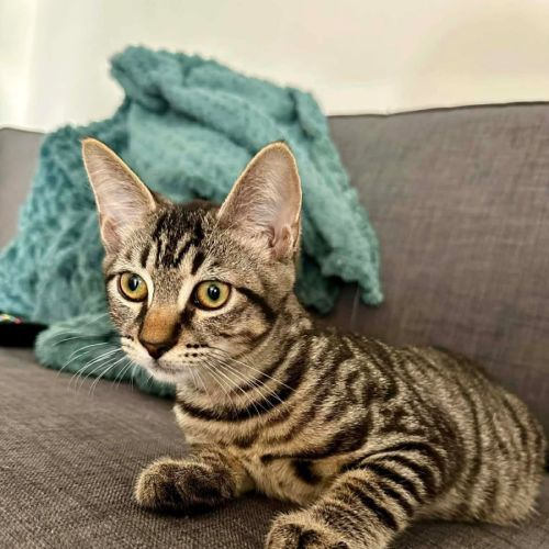 Chimney - Domestic Short Hair (DSH) Cat