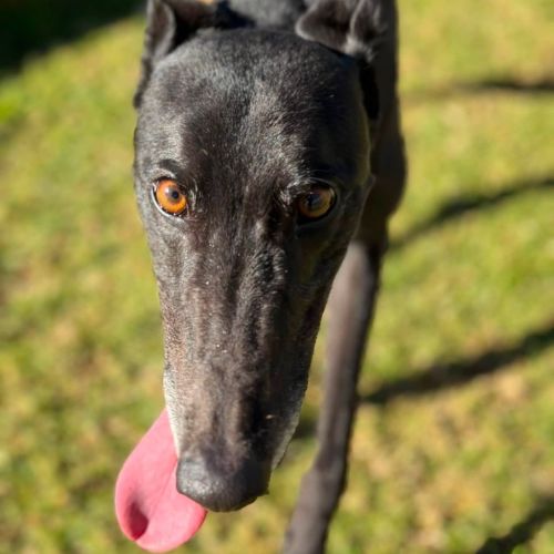 Sago - Greyhound Dog