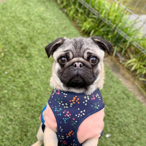 Gertie - Pug Dog