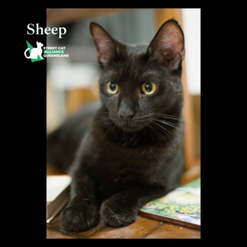 Sheep - Domestic Short Hair (DSH) Cat