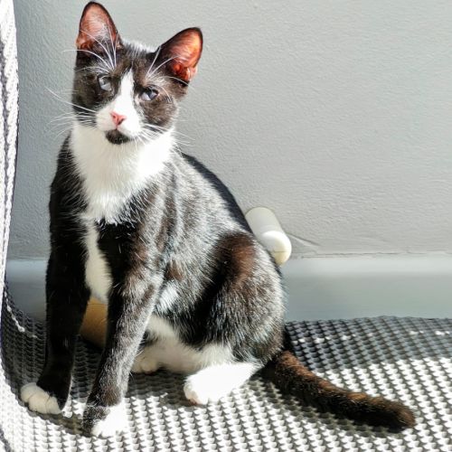 Stuart Little  - Domestic Short Hair (DSH) Cat