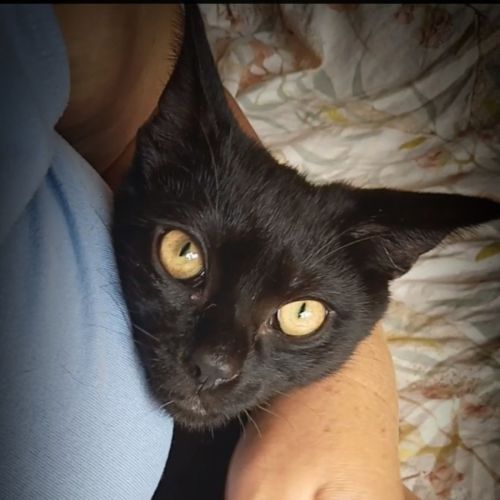 Percy - Domestic Short Hair (DSH) Cat