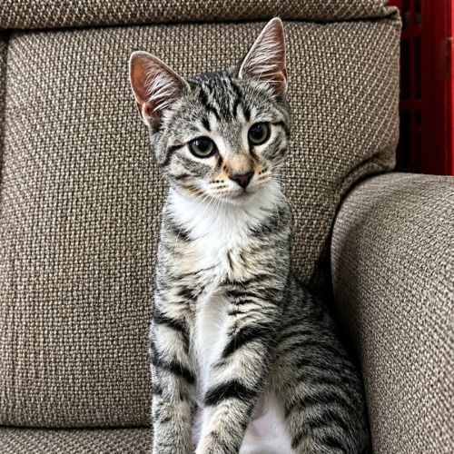 Cindy - Domestic Short Hair (DSH) Cat