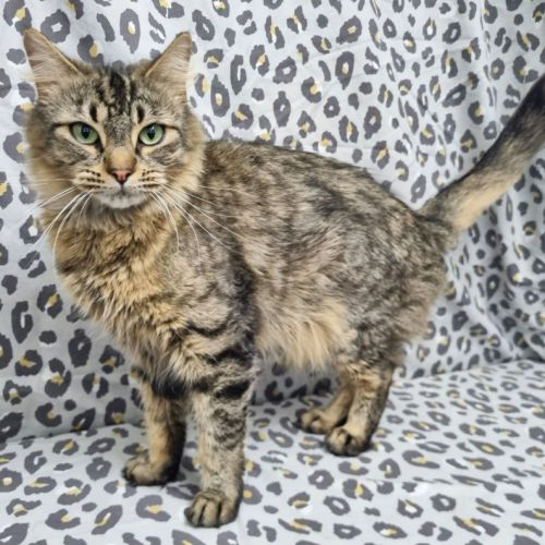 Chardia - Domestic Long Hair (DLH) Cat
