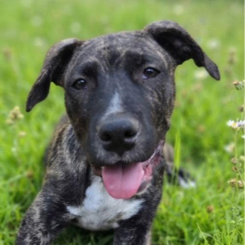 Sebastian - Irish Wolfhound Dog