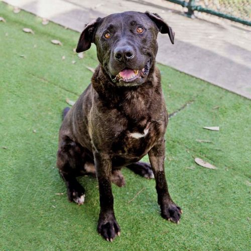 Hulk - American Staffordshire Terrier Dog