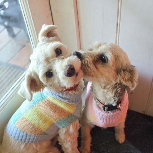 Gene and Ismene - Chinese Crested Dog